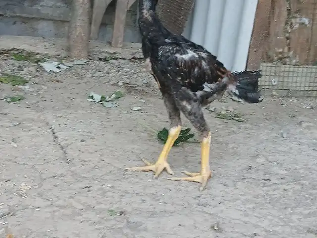 Чучаи дакан, Душанбе