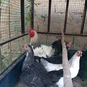 Хуруси рябушка, Исфара