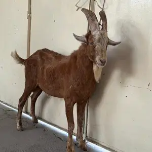 Бузи заменски, Рудаки