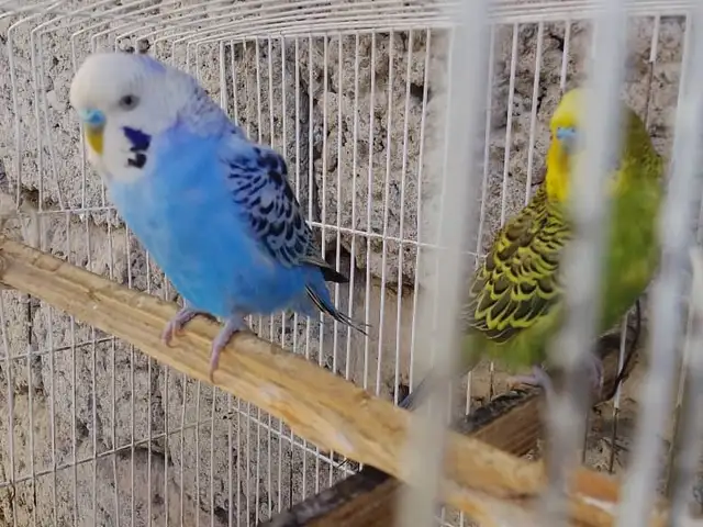 Попугай, Душанбе