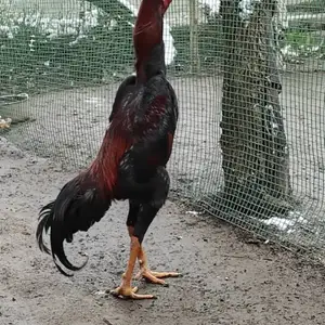 Дакан, Вахдат