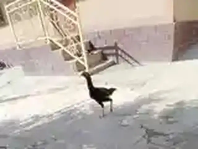 Дакан, Душанбе
