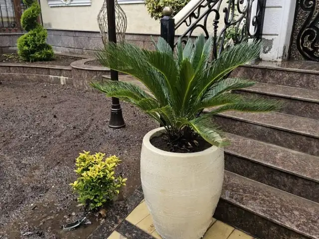 Пальма цикас, Душанбе