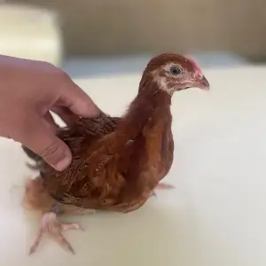 Чӯча, Худжанд