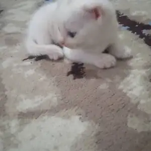 Кошки Шотландские, Душанбе
