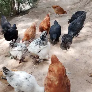 Чуча, Гиссар
