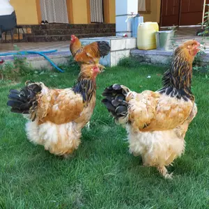 Мурги Палвие брама, Худжанд