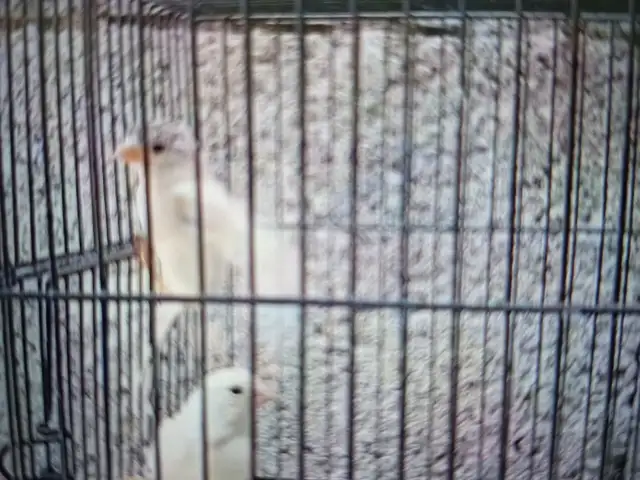 Канарейки, Душанбе