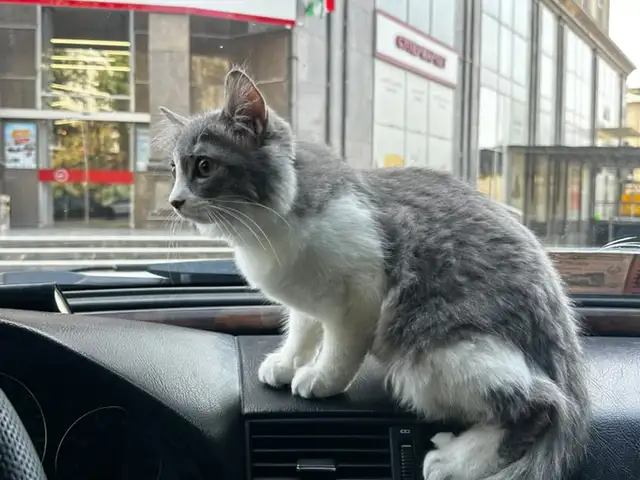 Шотландский кот, Душанбе
