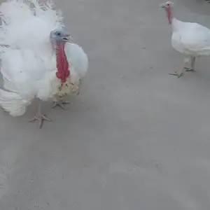 Индюк, Абдурахмони Джоми