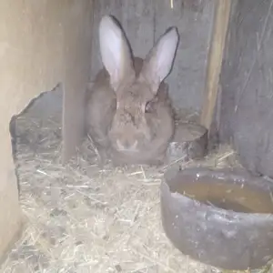 Харгуш, Душанбе