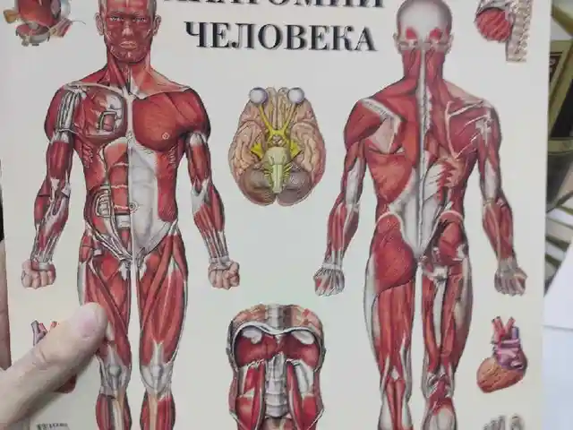 Анатомия человека, Душанбе