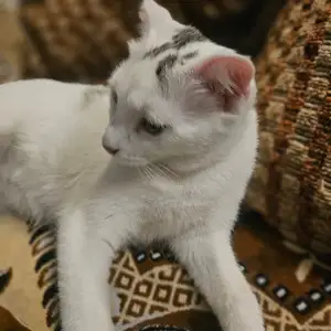 Вислоухая Кошка, Худжанд