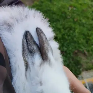 Заргушак, Душанбе