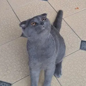 Кошка, Бободжон Гафуров