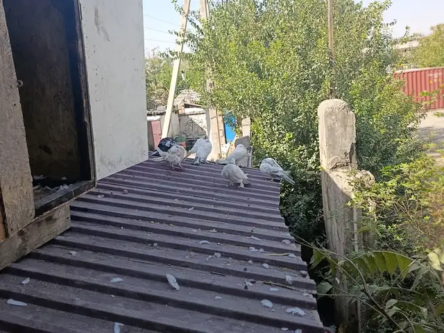 Кафтар, Душанбе