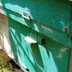 Кутии замбури асал, Гиссар
