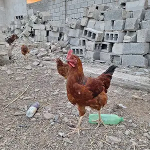 Хурузи ломан, Истаравшан