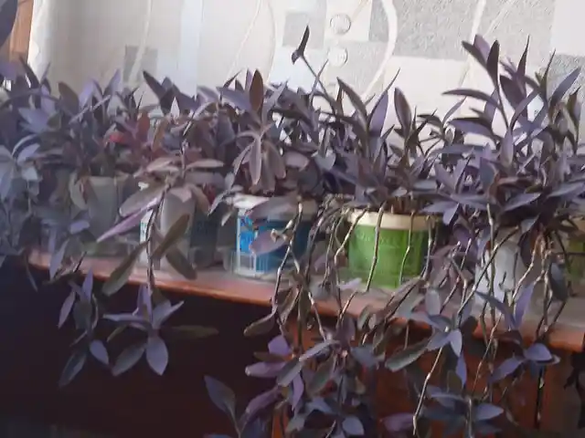Гулхои хонаги, Душанбе