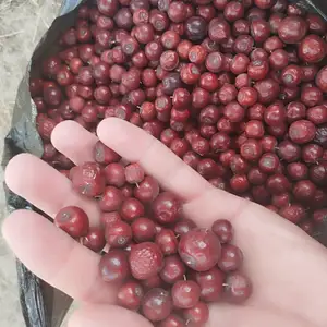 Челон, Кӯлоб