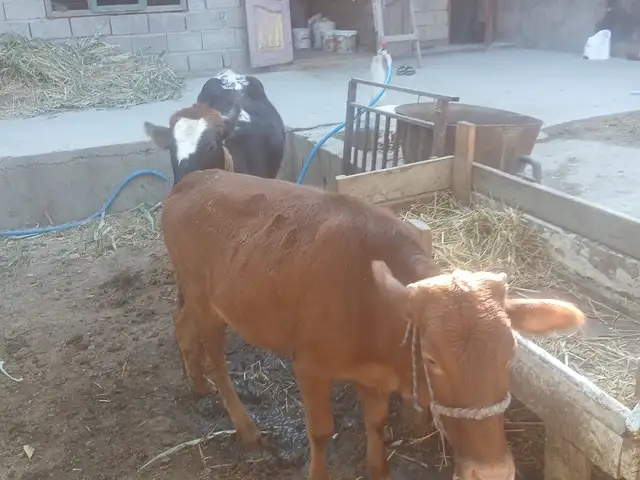 Гуночинхо, Хуҷанд