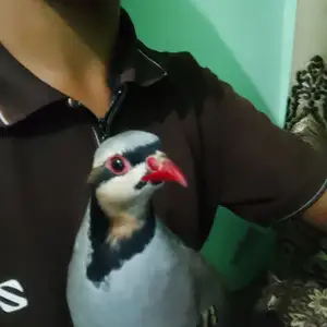 Кабки помир, Вахдат