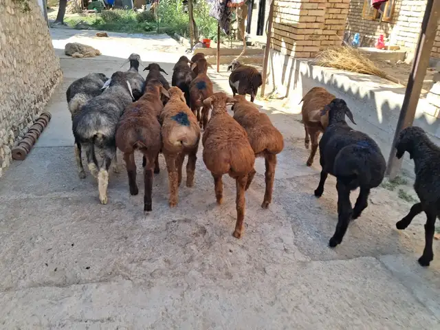 Гусфанд, Хуҷанд