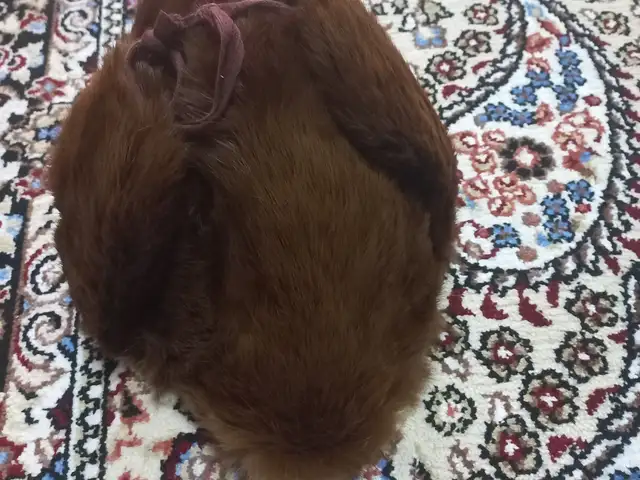 Шапка, Душанбе
