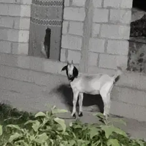 Бузхо, Душанбе