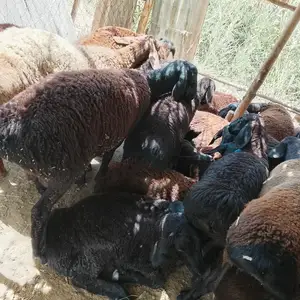 Барахо, Абдурахмони Джоми