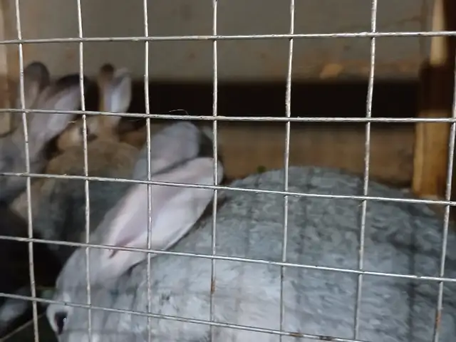 Харгуш, Хуҷанд