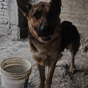 Овчарка, Душанбе