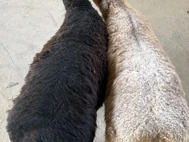 Кучкор барра, Рӯдакӣ