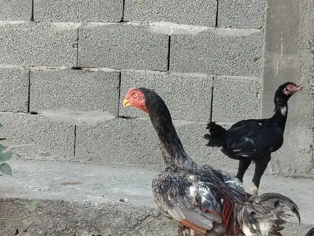Даканг, Конибодом