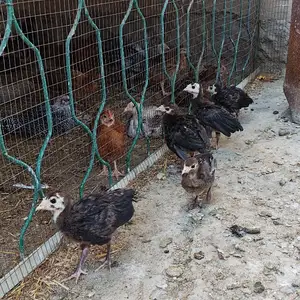 Чучаи индюк, Худжанд