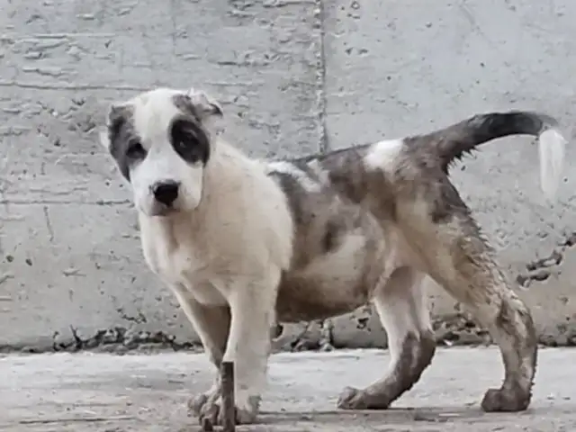 Собака алабай, Хуҷанд