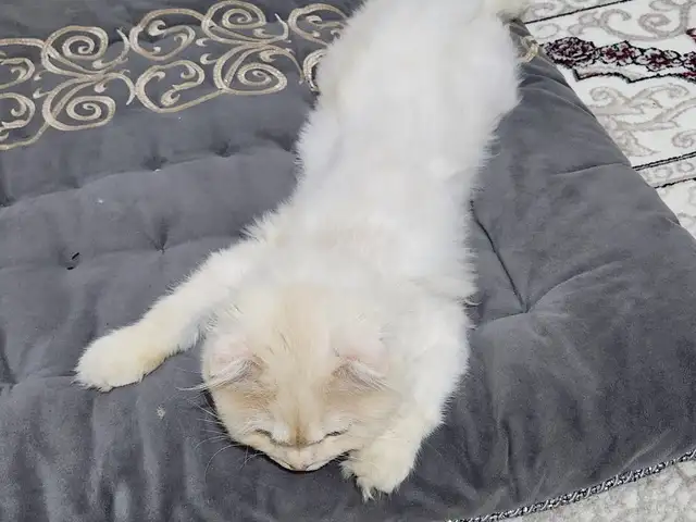 Шотландская кошка, Душанбе