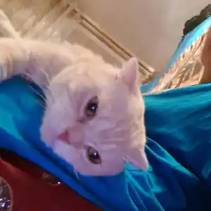 Вислоухий кот, Душанбе