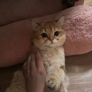 Кот на вязку, Душанбе