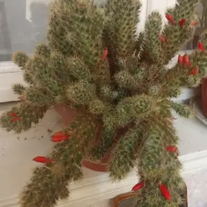 Кактус, Душанбе
