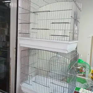 Клетка, Худжанд