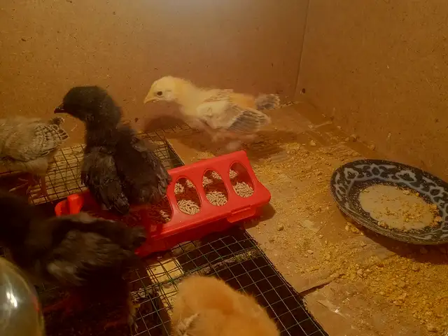 Чучахои брама, Панҷакент