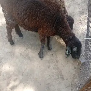 Барра, Душанбе