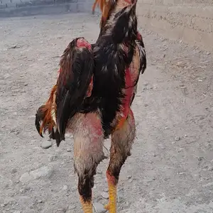 Чуча, Хуҷанд