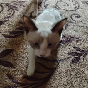 Сиамский котёнок, Худжанд