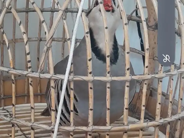 Кабк, Душанбе