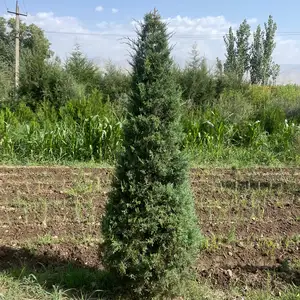 Арча Хамешасабз, Душанбе