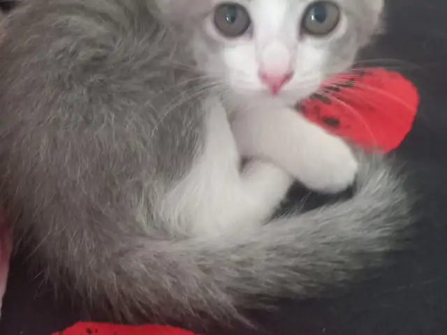 Котик Шотландский Вислоухий, Хуҷанд