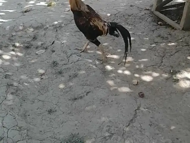 Хурус, Душанбе