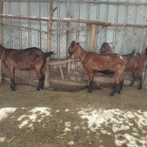 Модабузхои покистони, Джалолиддин Балхи (Руми)